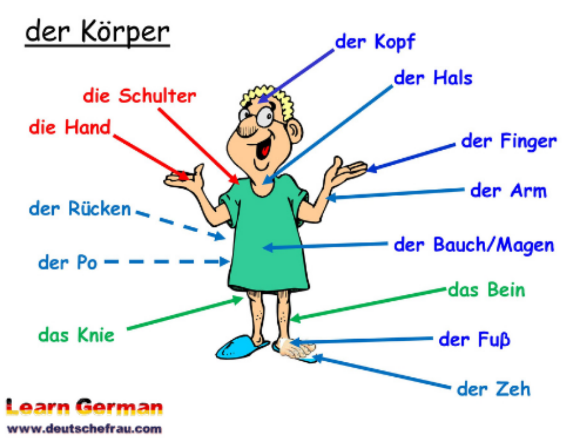 deutsch lernen körperteile